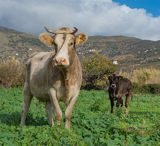 afoi-tridima-profile3